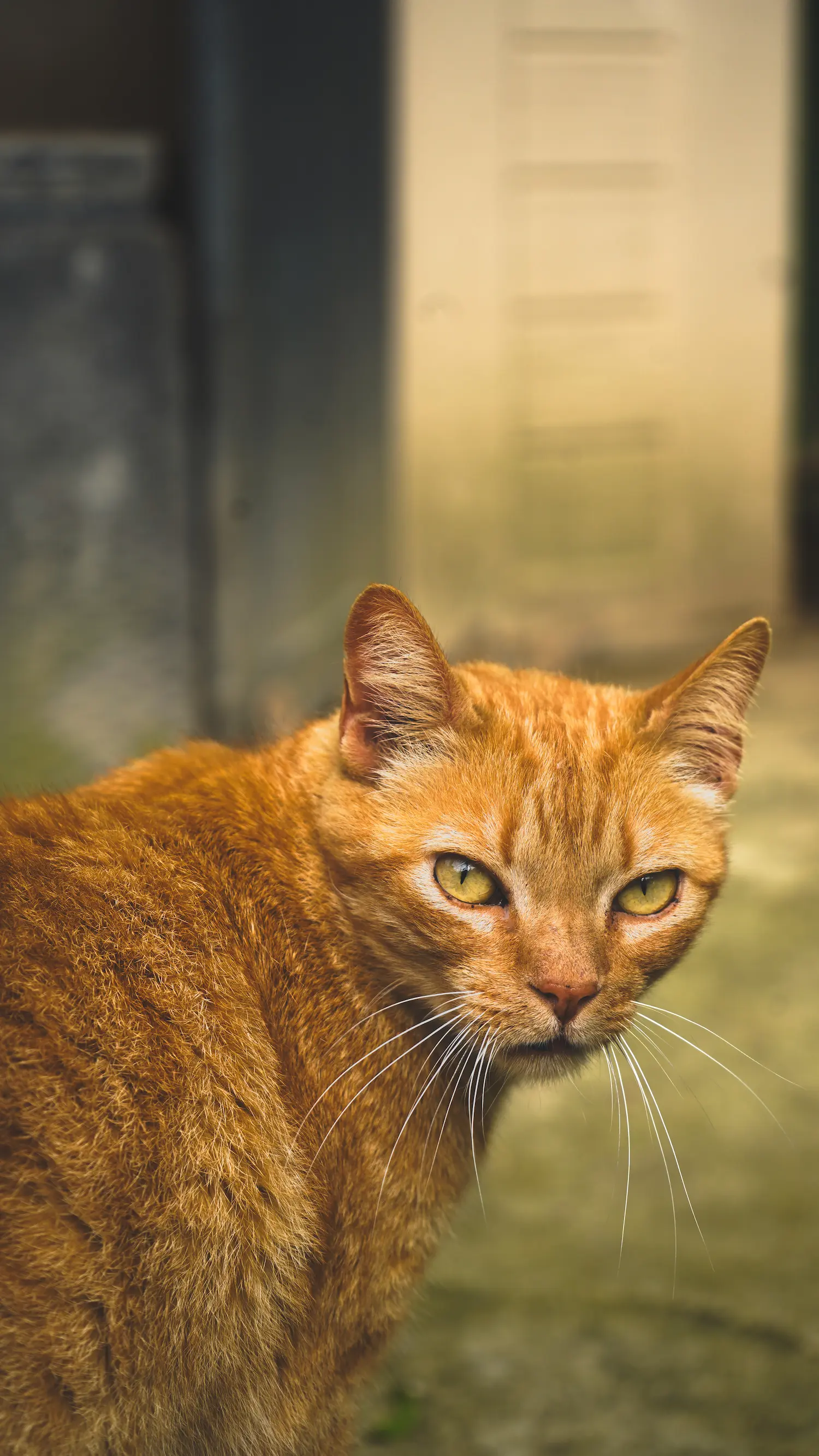 Retrato de un gato naranja mirando a cámara