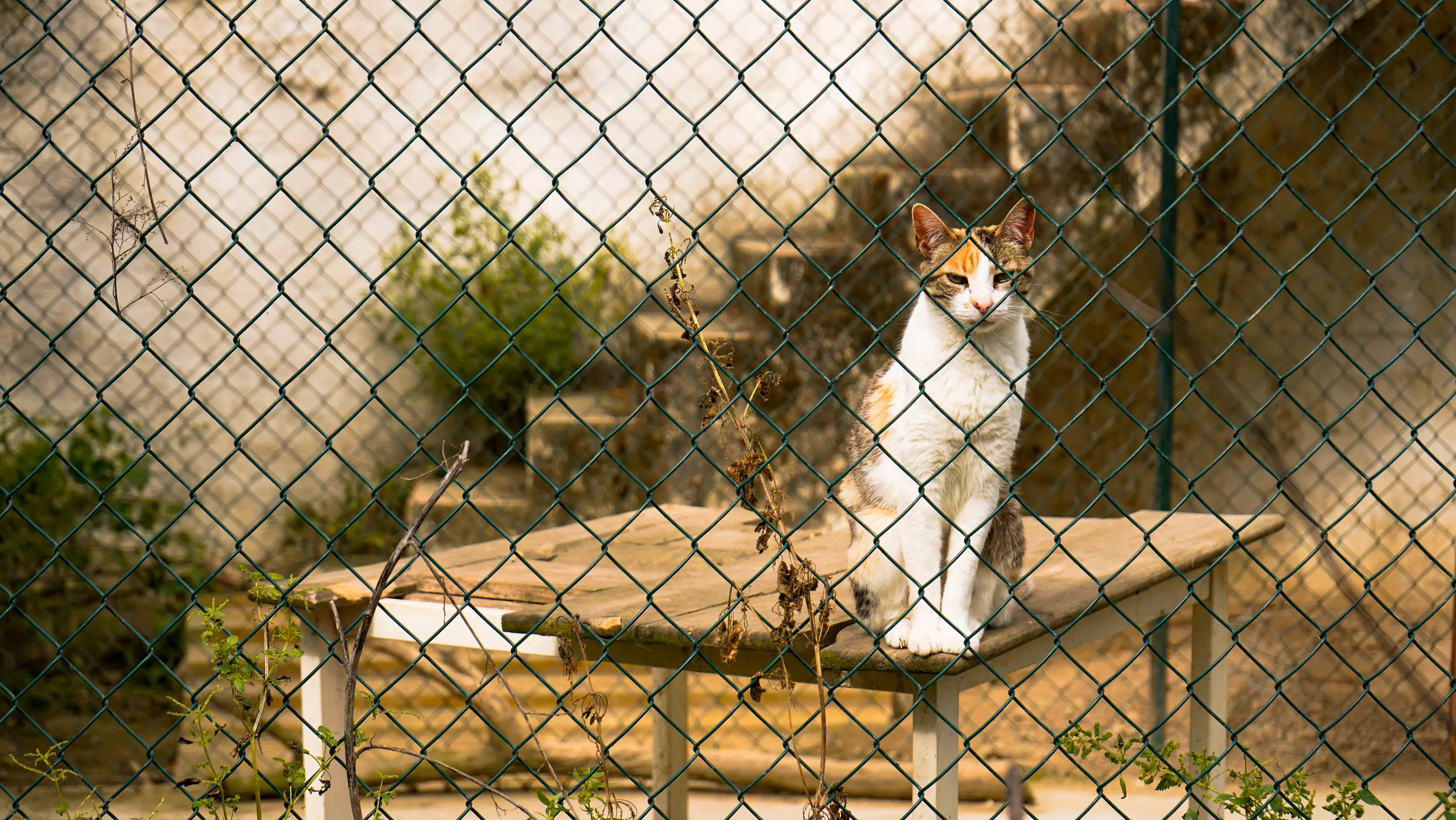 Fotografía de un gato blanco descansando sobre una mesa de exterior detrás de una valla metálica