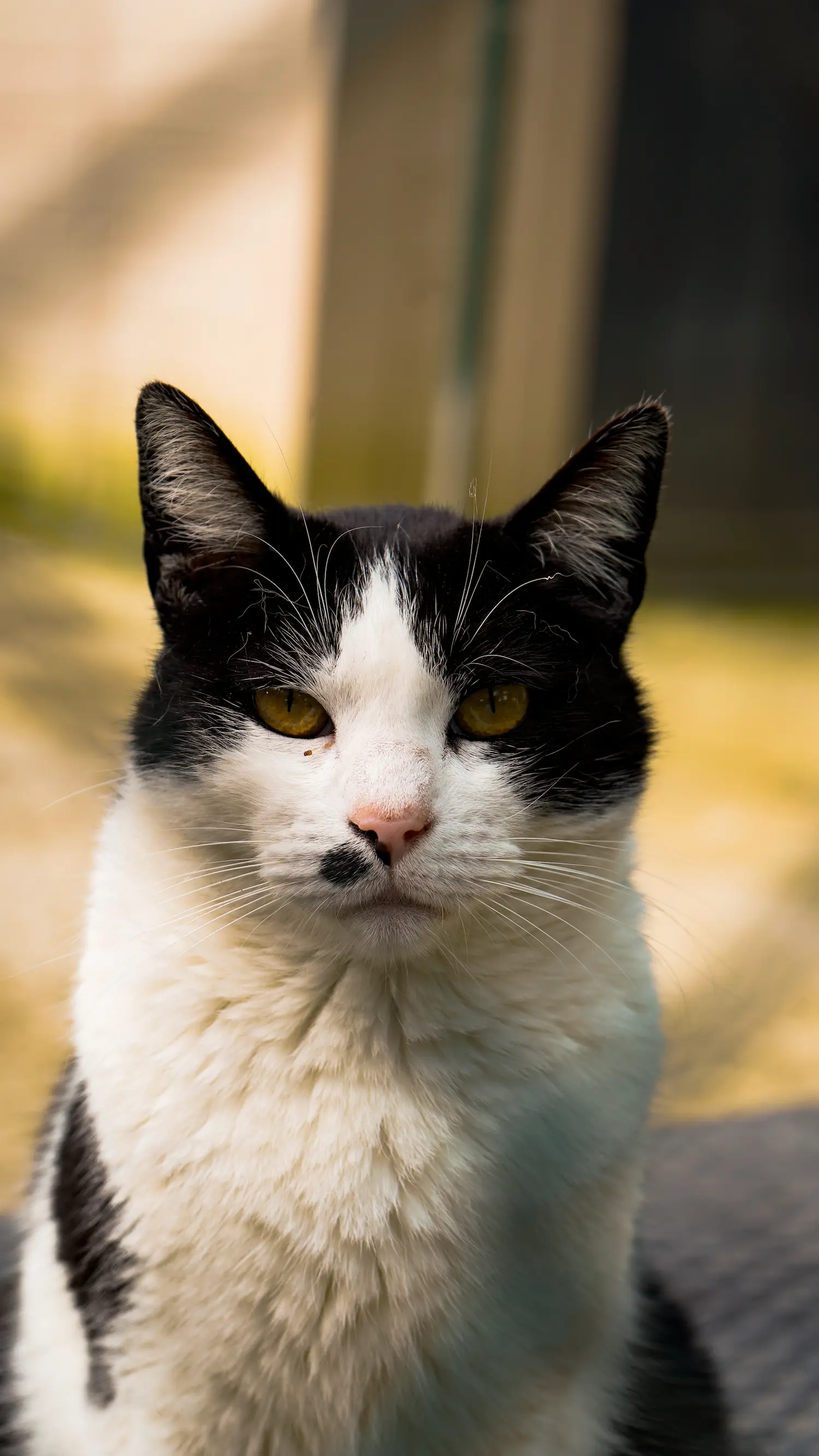 Retrato de un gato blanco con manchas negras y ojos amarillos mirando fijamente a cámara