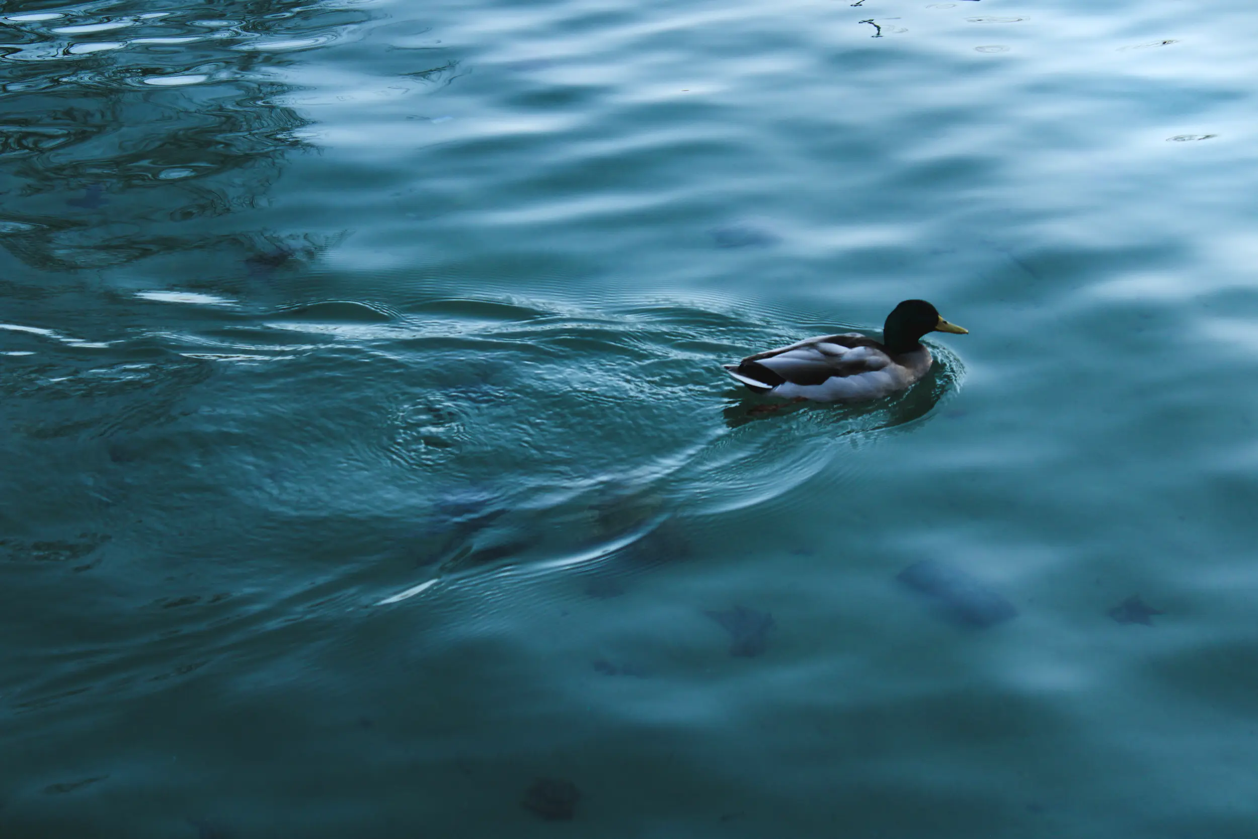 Fotografía de naturaleza de un pato nadando apaciblemente y dejando su estela en el agua